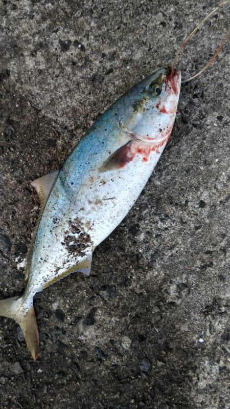 ルアーは、厳しい‼️