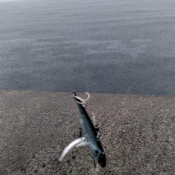 ラインチェックは怠るな！