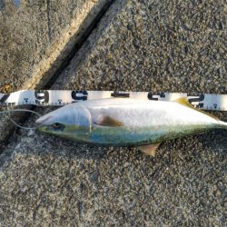 リールが･･･。