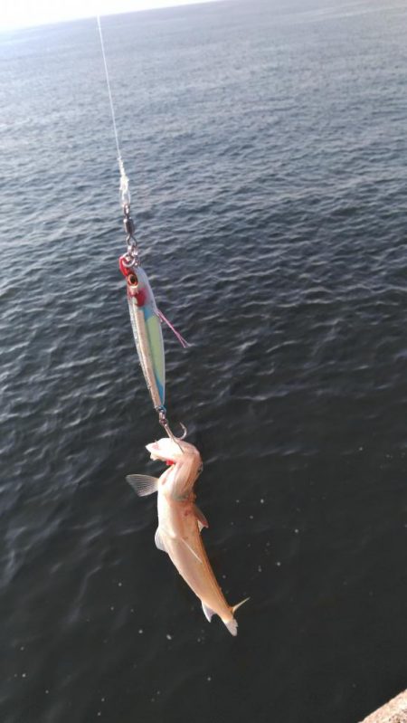 青物は何処へ！