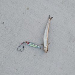 青物は何処へ、終了？