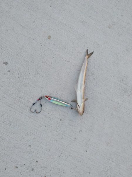 青物は何処へ、終了？