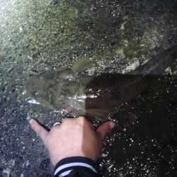 まだまだマゴチ♪