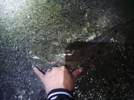 まだまだマゴチ♪