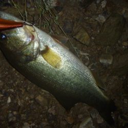 11月のバス釣り