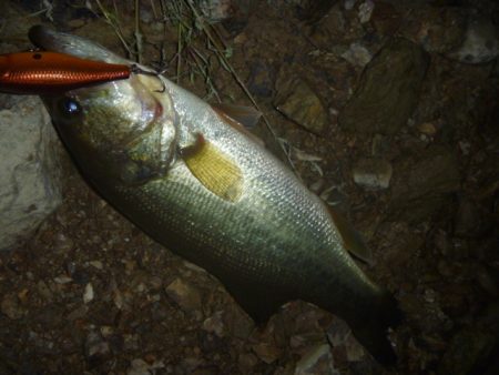 11月のバス釣り