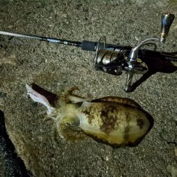 大雨!アオリ3杯&良型シーバス(・x・*)!