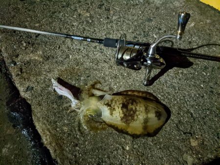 大雨!アオリ3杯&良型シーバス(・x・*)!