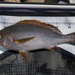 秋グレの数釣り