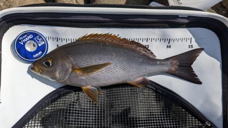 秋グレの数釣り