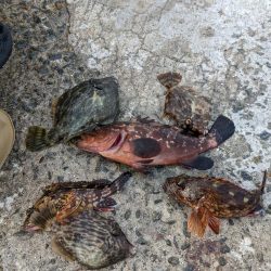 癒しの淡路島ちょうこ