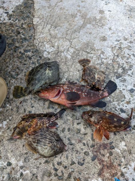 癒しの淡路島ちょうこ