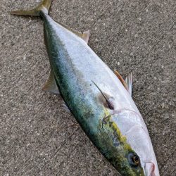 サバからのメジロ笑