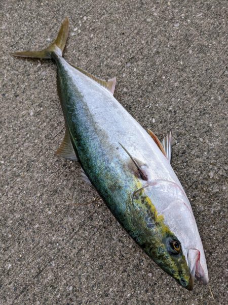 サバからのメジロ笑