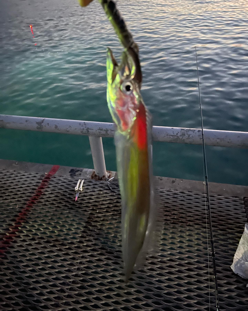 とっとパークですタチウオ狙い