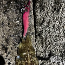 良型！！キロアップならず！