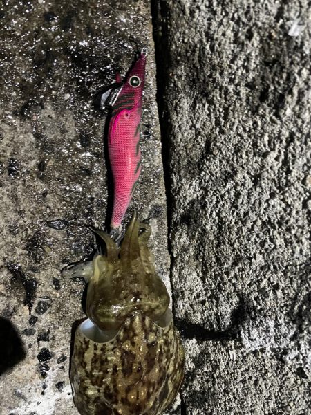 良型！！キロアップならず！