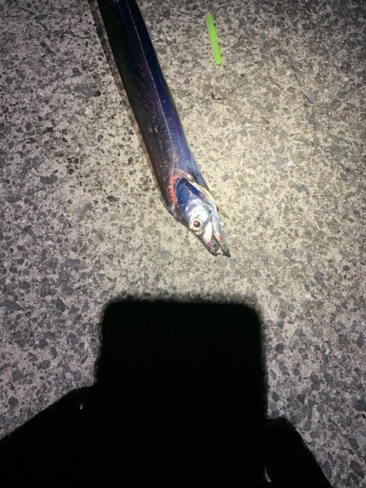 太刀魚！！！！