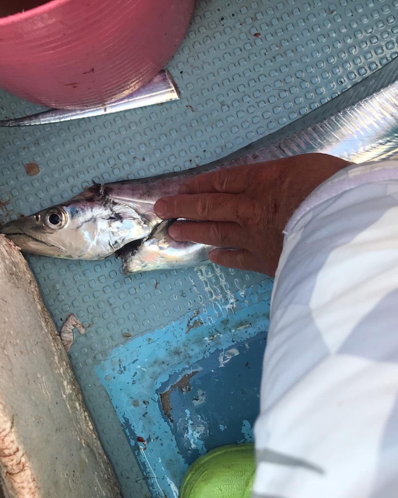 神戸沖タチウオ