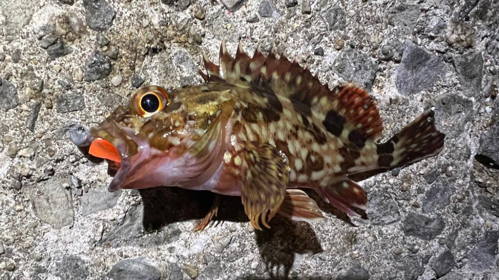 鯵を探して三千里Ver.5