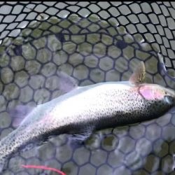 庄原でトラウトした!