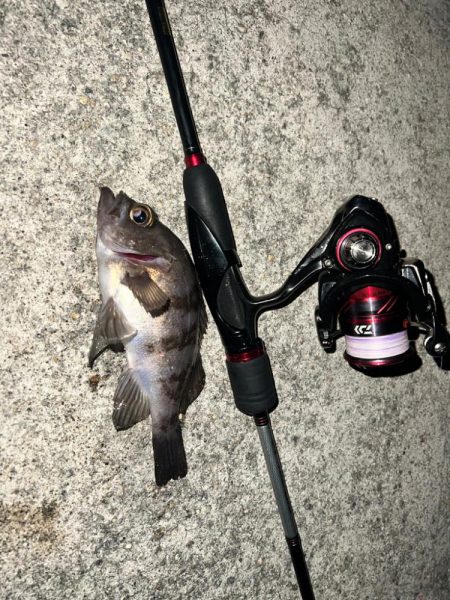 今期初物！！！