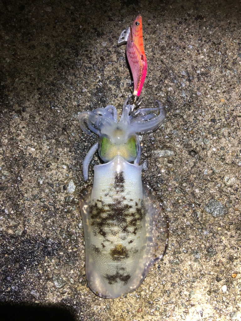 2022 佐渡ヶ島エギング 45回目【11月8日】