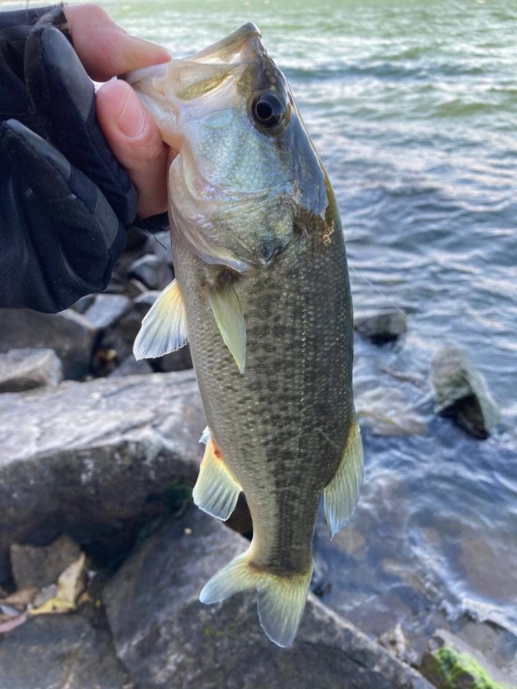 残りウィードを見つければ2桁釣果
