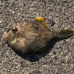 豆アジ、ボウズなし！昼間でもお土産豊富