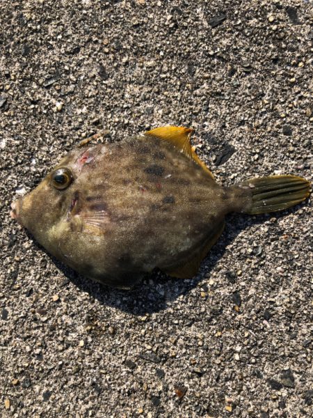 豆アジ、ボウズなし！昼間でもお土産豊富