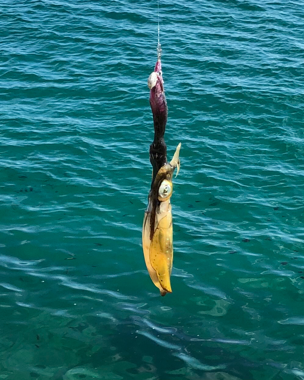 シャローに幸あり