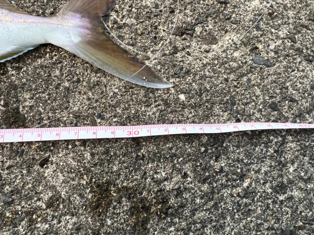 久しぶりにいつもの堤防