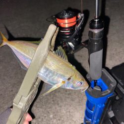 ようやく鳴門アジング