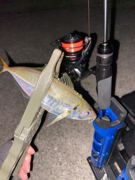 ようやく鳴門アジング