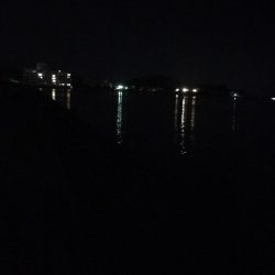 アオリイカ!結構いいサイズ!