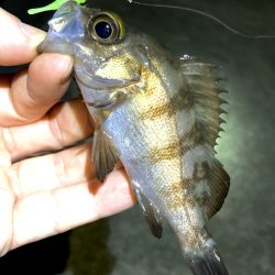 渋いっ。メバリング。