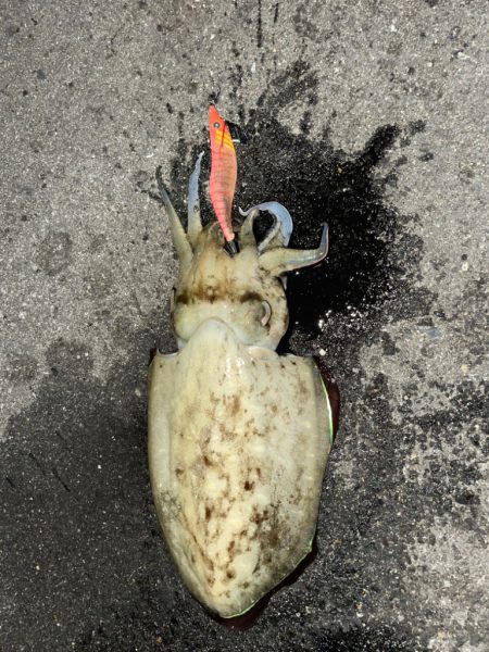 連日キロアップ狙い！