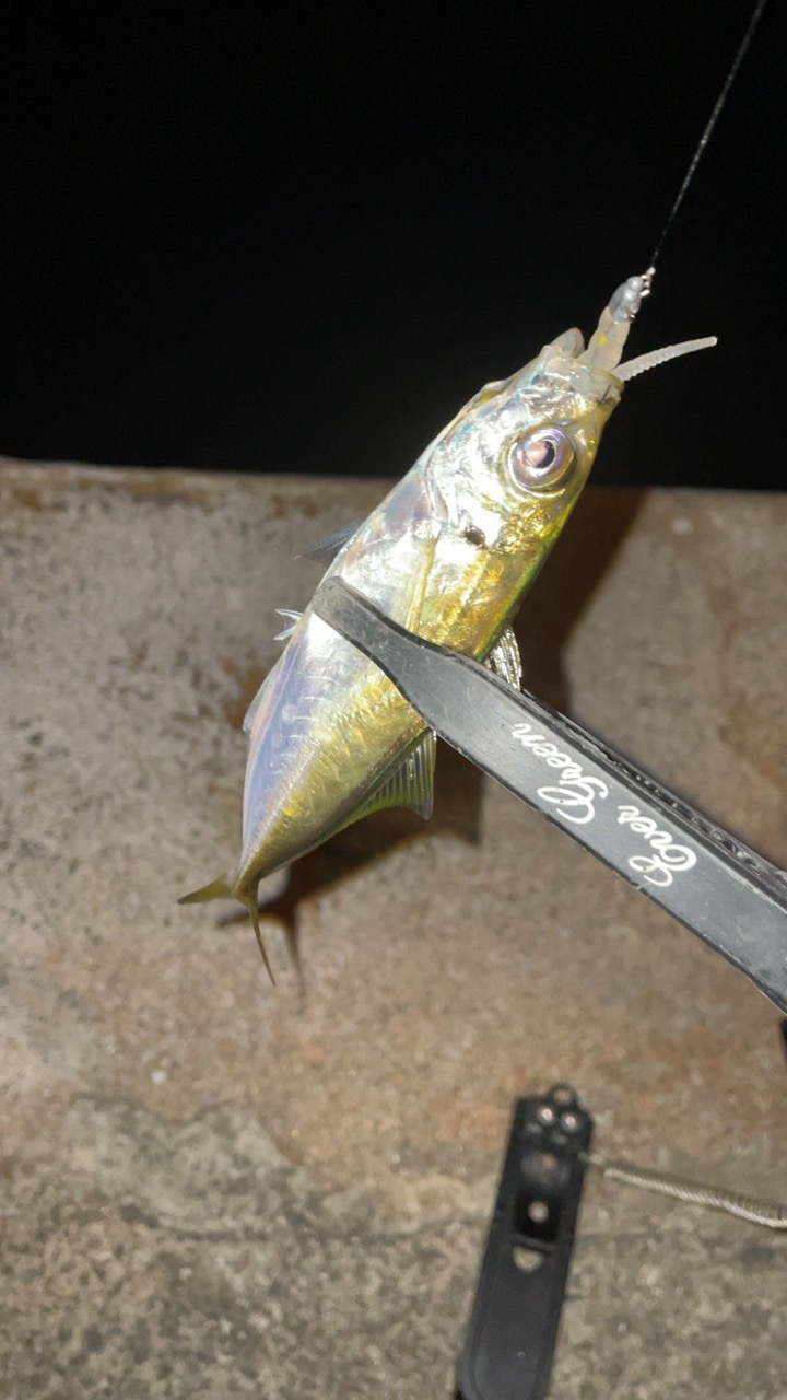 アジングナイト