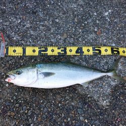 フラット狙いで