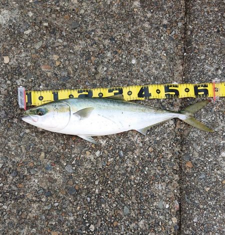 ヒラメに魅せられて