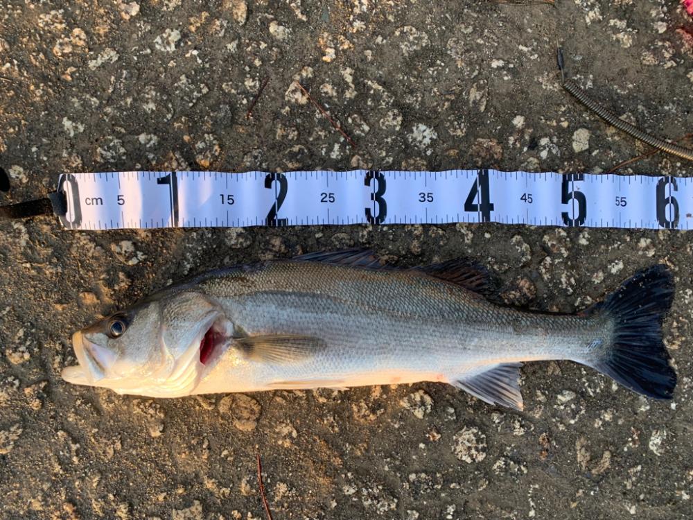 チヌ、シーバス