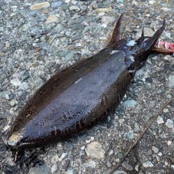 今季４杯目キロアップ