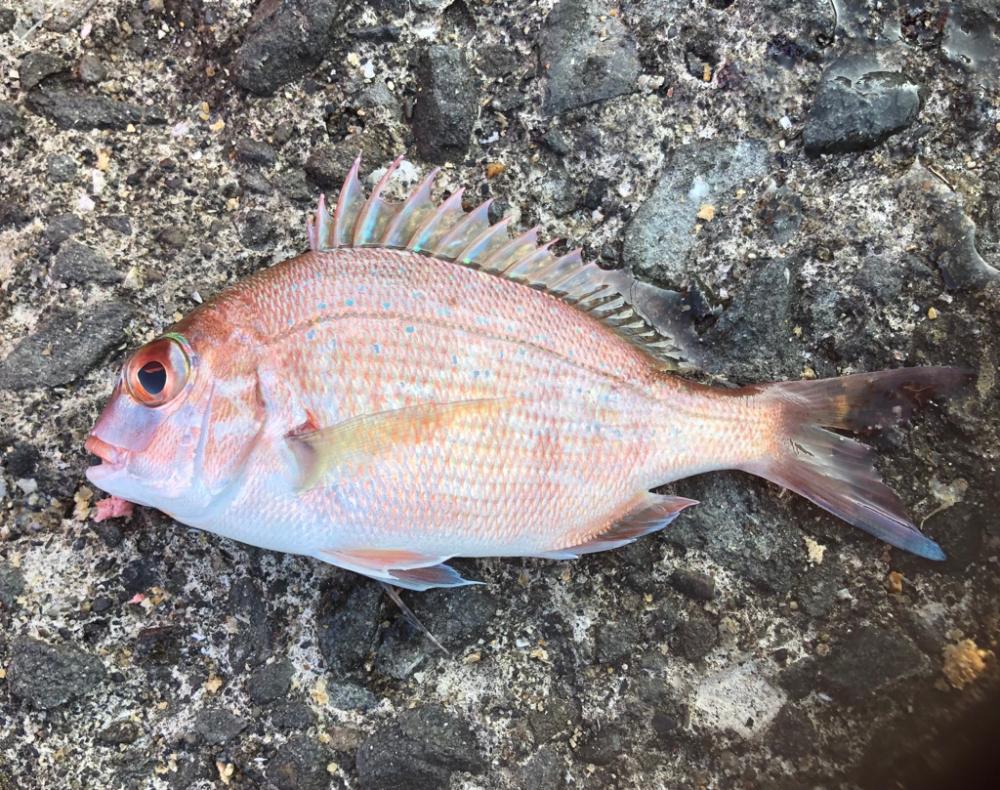 今年初カワハギ