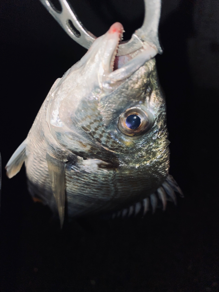 ヘチってきました