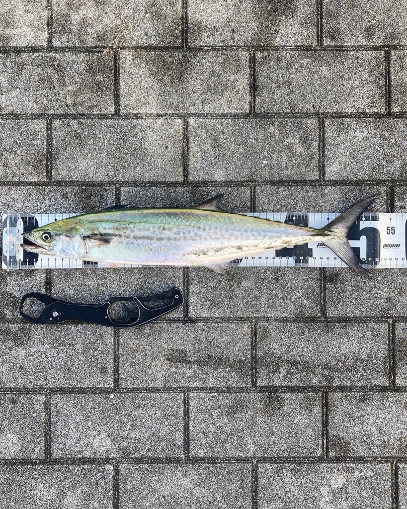 湾奥リベンジャーズ。青牙サゴシ2本。。