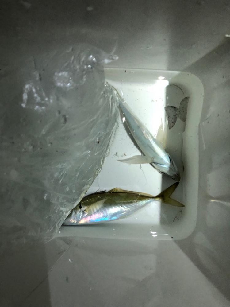 満月大潮アジング