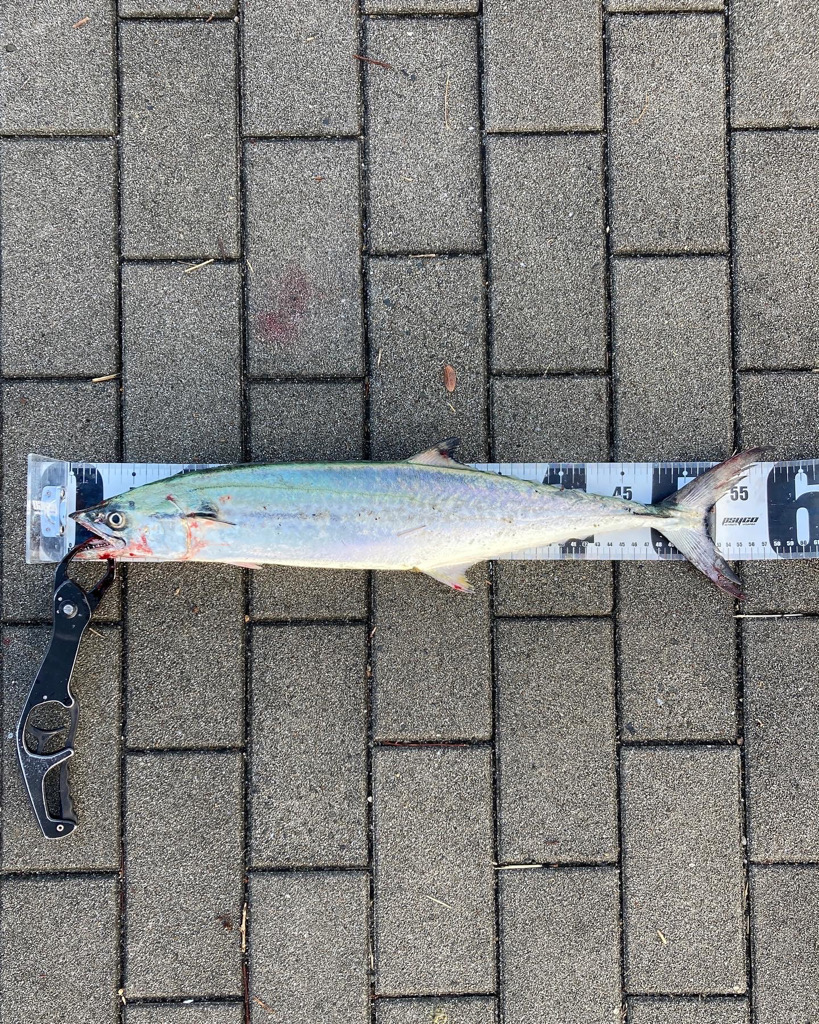 水潮タフコン。青牙2本。。