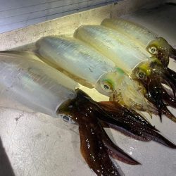 秋のティップランエギング