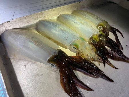 秋のティップランエギング