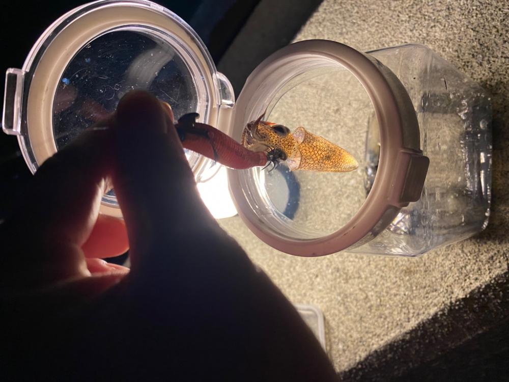 ヒイカ釣り